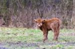 Brown Scottish Highlander Calf In Meadow Stock Photo