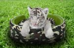 Baby White Tiger Laying In A Mattress Stock Photo