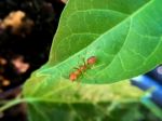 Macro Ant Stock Photo