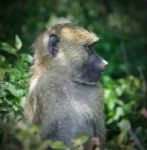 Isolated Picture With A Funny Baboon Looking Aside Stock Photo