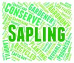 Sapling Word Representing Tree Trunk And Text Stock Photo