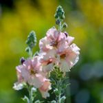 Matthiola Incana Blooming In An English Garden Stock Photo