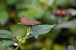 Chocolate Pansy Or Chocolate Soldier Butterfly (junonia Iphita) Stock Photo