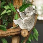 Koala In A Eucalyptus Tree Stock Photo