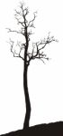 Silhouette Acacia Tree Stock Photo