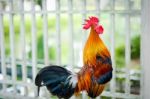 Chicken Bantam ,rooster Crowing With Nature Background Stock Photo