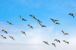 Greylag Geese (anser Anser) Flying Over Marshes In Essex Stock Photo