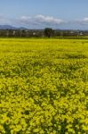 Spring Countryside Landscape Of Yellow Flowers Stock Photo