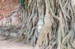 Head Buddha Statue In The Roots Tree Stock Photo