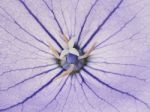 Flower Purple Bluebell Stock Photo