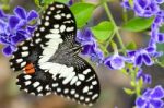 Papilio Demoleus Black And White Spots Butterfly Stock Photo