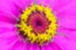 Blur Background Yellow Carpel On Pink Petals Stock Photo