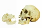 Human And Monkey Skull Opposite Of Each Other Stock Photo