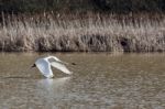 Mute Swan (cygnus Olor) Taking Off Stock Photo