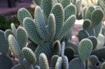 Cacti In Olvera Street Los Angeles Stock Photo