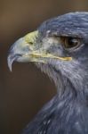 Black-chested Buzzard-eagle's Head Stock Photo