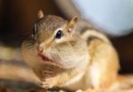 Image Of A Cute Funny Chipmunk Eating Something Stock Photo