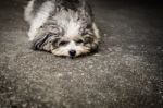 Shabby Doggy Is Lie Down On The Street Stock Photo