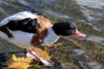 Common Shelduck (tadorna Tadorna) Stock Photo