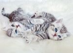 Two Young British Shorthair Silver Tabby Cats Lying Playing Toge Stock Photo