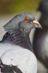 City Pigeon Stock Photo