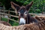 Rare Poitou Donkeys Stock Photo