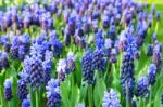 Many Blue Grape Hyacinths Stock Photo