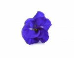 Butterfly Pea Isolated On White Background Stock Photo