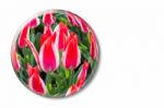 Red White Tulips In Glass Sphere On White Background Stock Photo