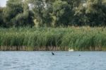 Great White Pelican (pelecanus Onocrotalus) In The Danube Delta Stock Photo