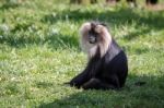 Lion-tailed Macaque (macaca Silenus) Stock Photo