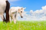 White Horse Mare And Foal On Sky Background Stock Photo