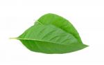 Adhatoda Vasica Or Medicinal Basak Leaf Stock Photo