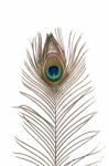 Peacock Plume Stock Photo