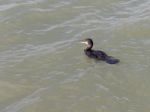 Cormorant Swimming In The Harbour Entrance To Lagos In Portugal Stock Photo