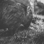 Wombat During The Day Stock Photo