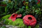 Corpse Flower Was Made Of Interlocking Plastic Bricks Toy (selective Focus At The Front Flower). Scientific Name Is Rafflesia Arnoldii, Rafflesia Kerrii. World's Largest Flower Stock Photo