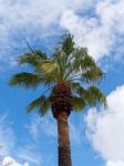 Palm Tree Growing In Tavira Portugal Stock Photo