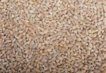 Organic Wheat Grains Stock Photo