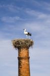 Stork On Chimney Stock Photo