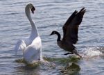 Amazing Photo Of The Epic Fight Between The Canada Goose And The Swan Stock Photo