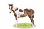 Brown And White Foal Isolated Stock Photo