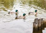 Three Ducks Swimming In A Pond Stock Photo