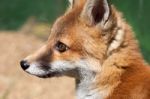 Close-up Of A Red Fox (vulpes Vulpes) Stock Photo