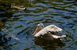 Fuengirola, Andalucia/spain - July 4 : Spot-billed Pelican (pele Stock Photo