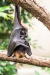 Fruit Bat Sleeping Stock Photo