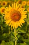 Beautiful Sunflower Stock Photo