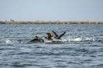 Great Cormorants (phalacrocorax Carbo) In The Danube Delta Stock Photo