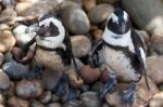 Juvenile African Penguins (spheniscus Demersus) Stock Photo