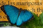 Butterfly On The Background Of A Sign  "butterfly" In Spanish Stock Photo